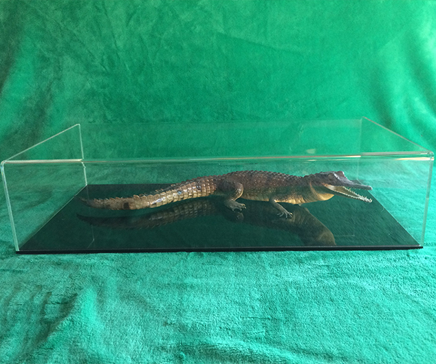 DISPLAY-CASE